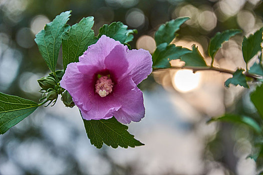 夏日小野菊花