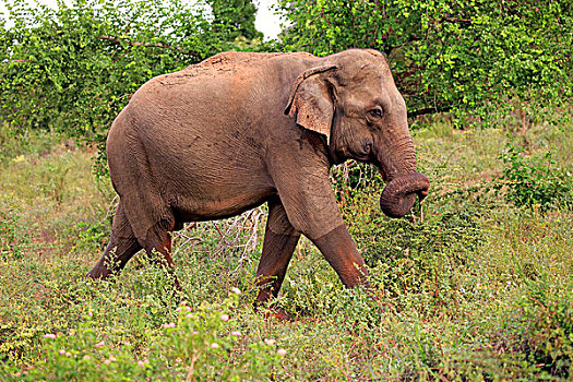 斯里兰卡人,大象,象属,成年,觅食,国家公园,斯里兰卡,亚洲