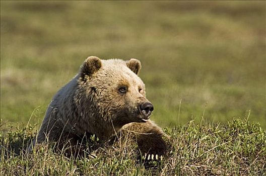 成年,棕熊,休息,苔原,德纳里峰国家公园,阿拉斯加,夏天