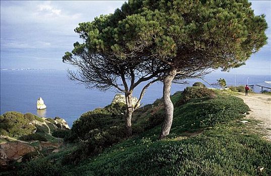树,松树,峻岸,海洋,大西洋,拉各斯,阿尔加维,葡萄牙,欧洲