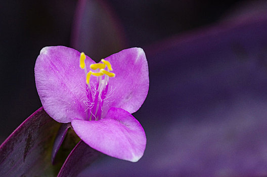 紫罗兰,紫色,花,观赏植物,摄影,花草,生物世界,花卉,原创摄影,微距摄影