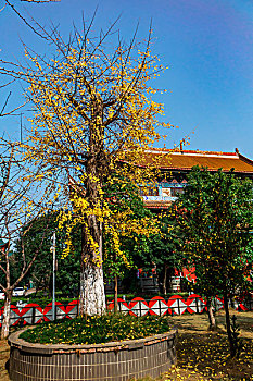 湖南长沙古开福寺－佛殿,钟鼓楼,古银杏,佛塔