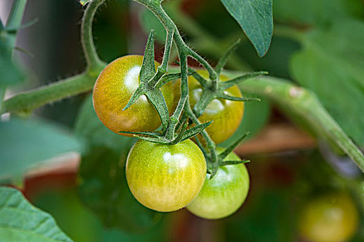 西红柿茎,花园,石荷州,德国,欧洲