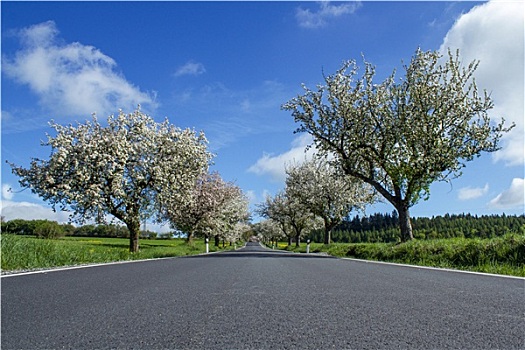 道路,小路,樱桃树,开花