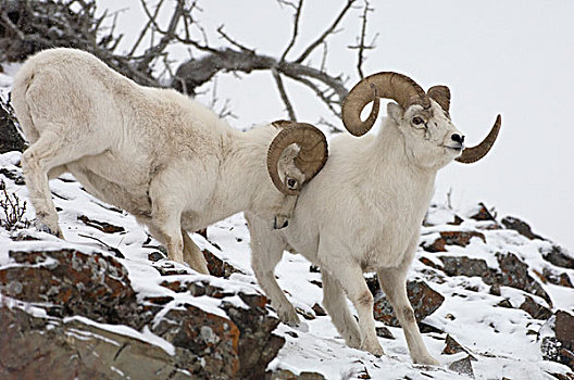 绵羊,白大角羊,打闹,阿拉斯加
