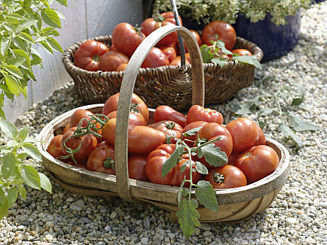 篮子,新鲜,收获,西红柿,番茄