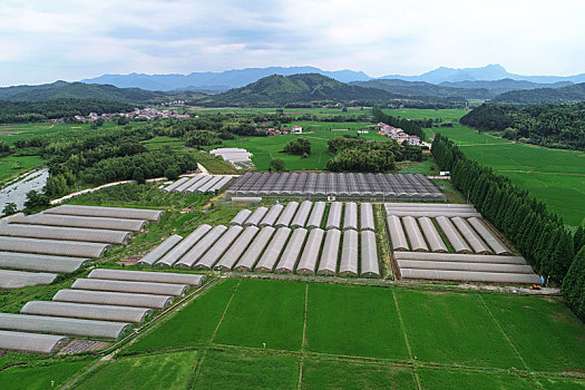 江西金溪,产业兴村,村美民富