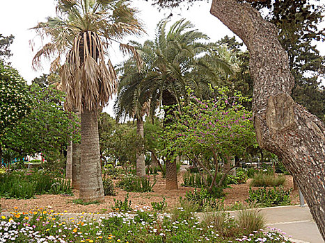 公园,棕榈树,花