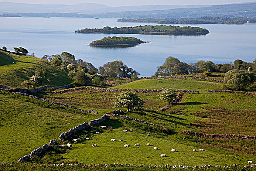 绵羊,放牧,梅奥县,爱尔兰