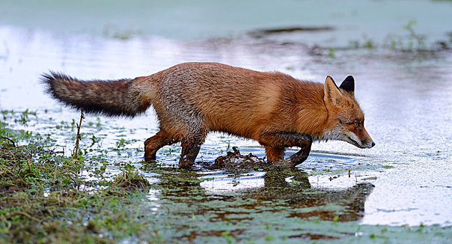 红狐,狐属,水,北荷兰,荷兰