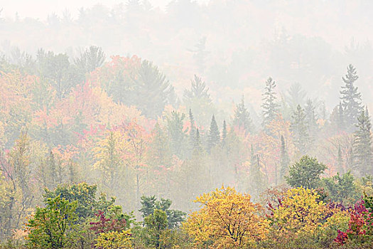 美国,密歇根,国家森林,寒冷,秋天,早晨,普罗旺斯地区艾克斯,雾状,雾气,上方,树林