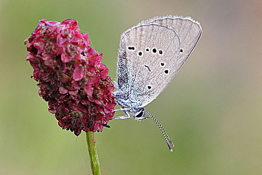 蓝色,眼灰蝶属,蝴蝶,展示,下面,翼,地榆属植物,北莱茵威斯特伐利亚,德国,欧洲