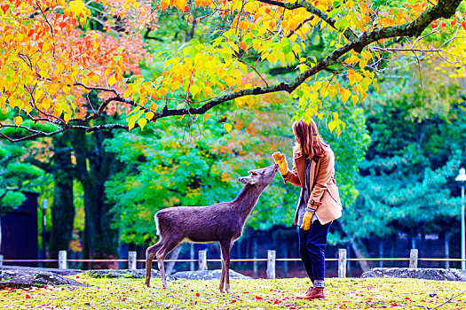 秋天,奈良,城市,日本,漂亮,彩色