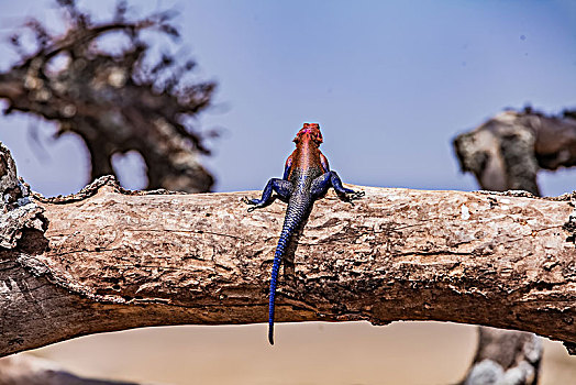 坦桑尼亚塞伦盖蒂湿地姆万扎平头飞龙蜥蜴生态特写