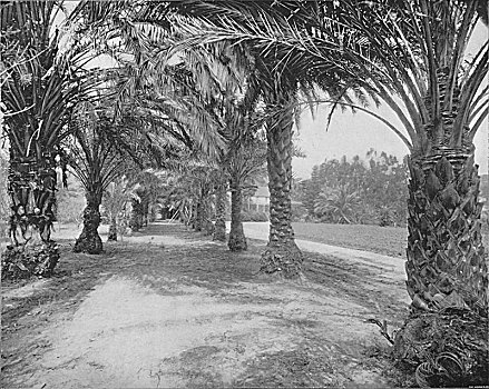 棕榈树,佛罗里达,19世纪,艺术家,未知