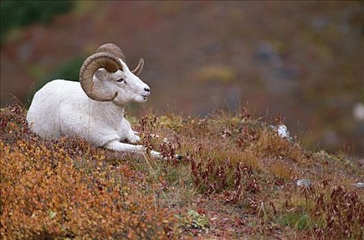野大白羊,白大角羊,山坡,遮盖,秋叶,阿拉斯加
