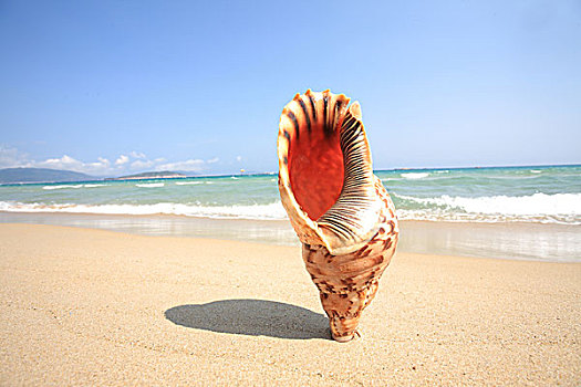 特写,壳,海滩
