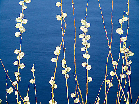 黄花柳,枝条,柔荑花,湖岸