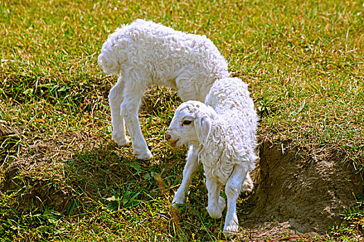 草原上鄂两只白色的小羊