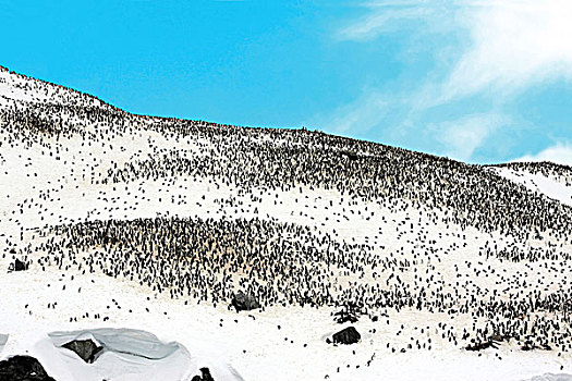 巴布亚企鹅,幼禽,栖息地,南极