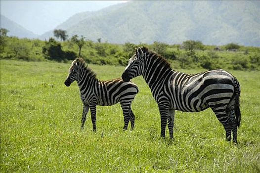 斑马,母兽,小马,大草原,国家公园,靠近,埃塞俄比亚