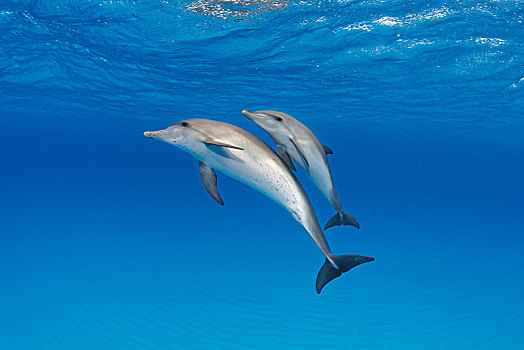 大西洋点斑原海豚,花斑原海豚,小动物,巴哈马浅滩,巴哈马,中美洲