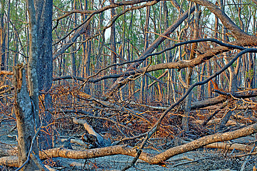 荒废,气旋,结束,十一月,2007年,孙德尔本斯地区,世界遗产,保护区,红树林,树林,世界,区域