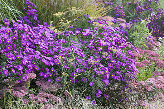 紫苑属,朴素,叶子,秋天,红色