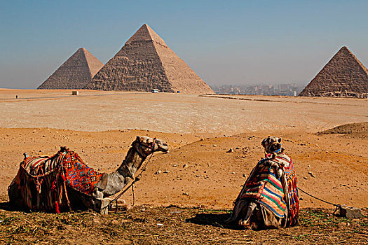 埃及,开罗,吉萨金字塔,两个,骆驼,正面,三个,金字塔