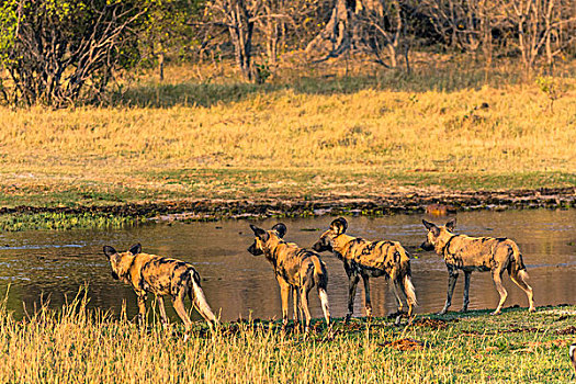 博茨瓦纳,奥卡万戈三角洲,非洲野狗,非洲野犬属,思考,跳跃,河流
