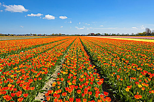 风景,上方,郁金香,地点,春天,荷兰南部,荷兰