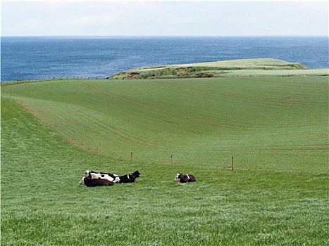 绿色,地点,母牛,苏格兰,海岸线