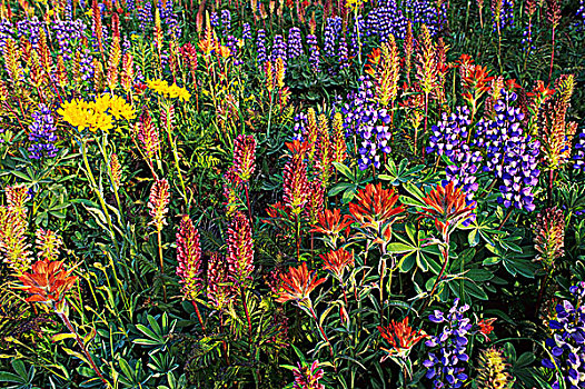 野花,盆地,南,省立公园,不列颠哥伦比亚省,加拿大