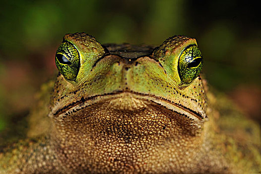 绿色,攀登,蟾蜍,蟾蜍属,国家公园,哥斯达黎加