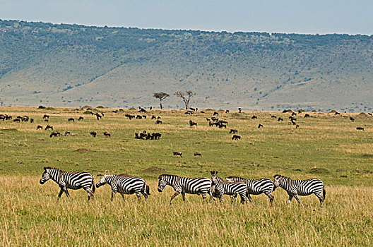 普通,角马,马赛马拉国家保护区,肯尼亚,非洲