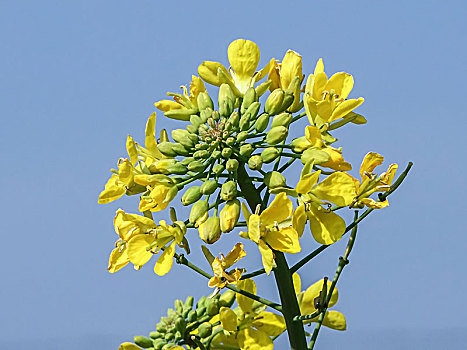 春季黄色油菜花特写自然景观