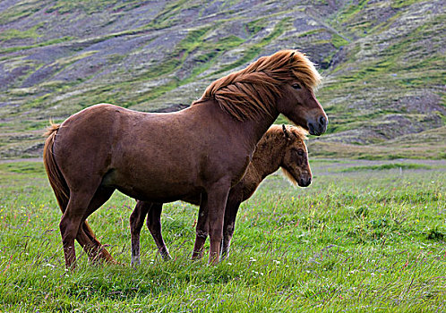 冰岛马,小马,冰岛,欧洲