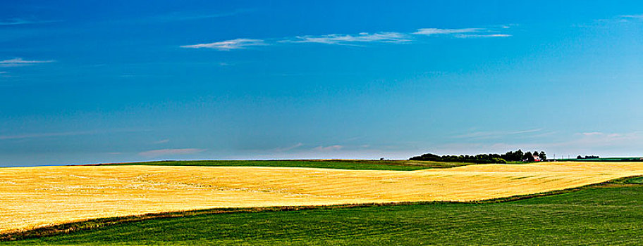 细条,金色,庄稼地,框架,绿色,地点,蓝天,云,艾伯塔省,加拿大