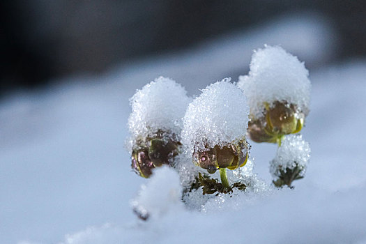 雪地,冰凌