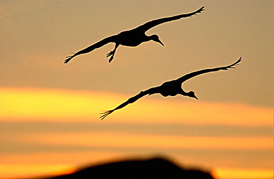沙丘鹤,两个,飞行,日落时的半身侧面影,新墨西哥,美国