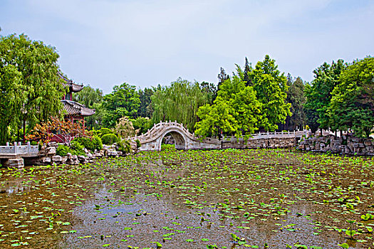 莲花池和石桥
