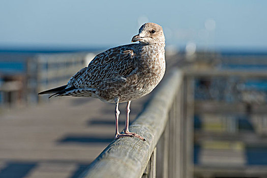 银鸥,幼小,栖息,栏杆,码头,梅克伦堡前波莫瑞州,德国,欧洲