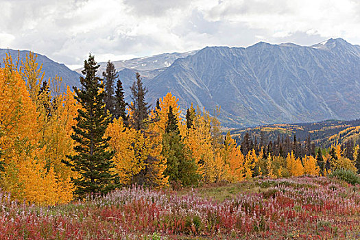 深秋,海恩斯,道路,阿拉斯加,叶子,秋色,克卢恩国家公园,自然保护区,育空地区,加拿大