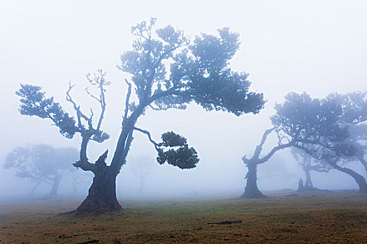 树木在雾中,世纪,高原,保罗的艺术,葡萄牙