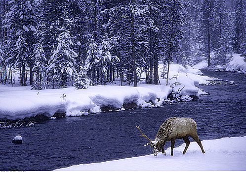 麋鹿,靠近,水,冬天,黄石国家公园,怀俄明,美国