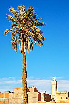 热带,棕榈树,摩洛哥,非洲,一个,天空