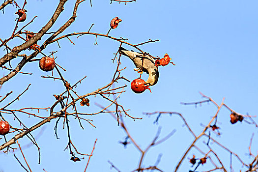 北椋鸟吃柿子