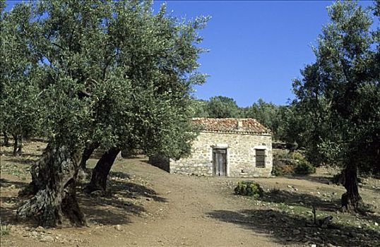 老,房子,橄榄树,树林,萨莫色雷斯岛,岛屿,希腊