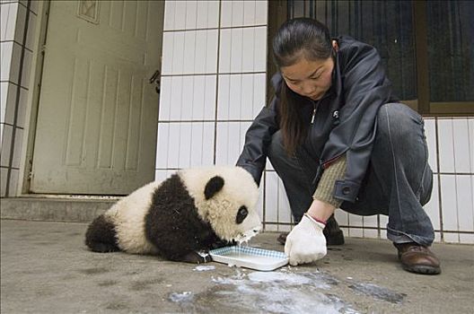 大熊猫,研究人员,进食,幼兽,特别,牛奶,卧龙自然保护区,中国