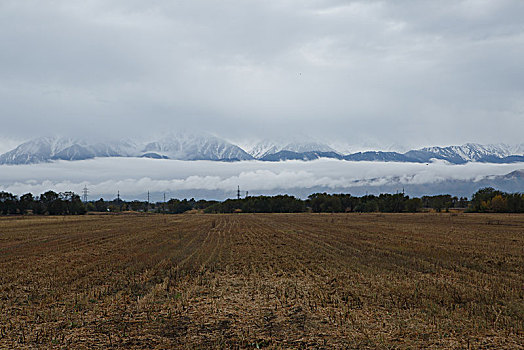 阿拉木图雪山草地羊群